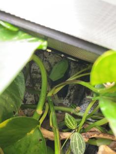 Rotaugenlaubfrösche Agalychnis callidryas