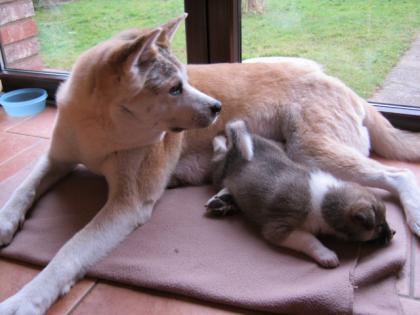 Welpen von Akita-Inu - Collie