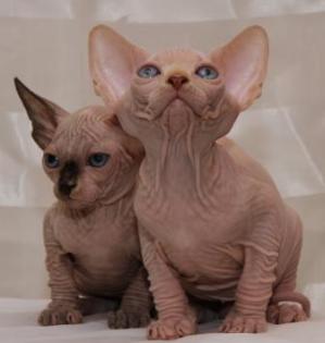 Kanadischer Sphynx