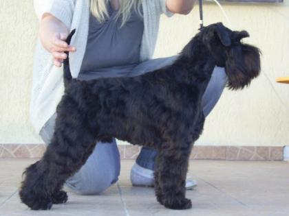 ZWERGSCHNAUZER SCHWARZ