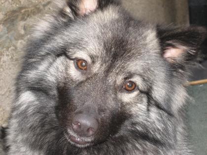Haben läufige reinrassige Wolfspitzdame und suche passenden Rüden