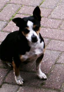 Hund gegen Schutzgebühr anzugeben