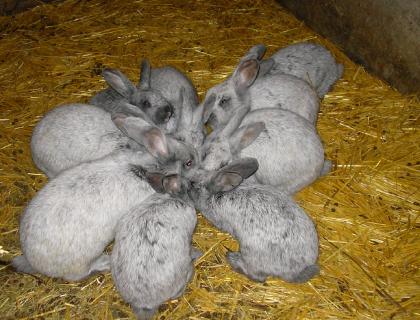 Kaninchen - Helle Großsilber