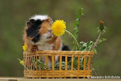 Biete Meerschweinchen einen super Platz