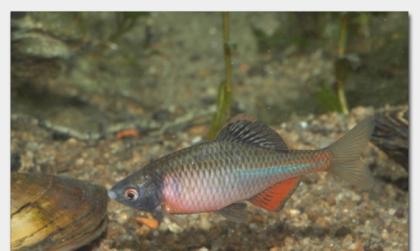 Biotopfische aus deutscher Zucht // Fa. Fördefisch