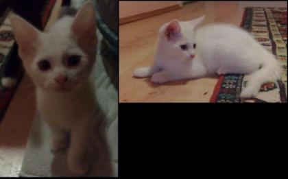 2 Katzen Mischlinge zu vergeben 3 Monate alt