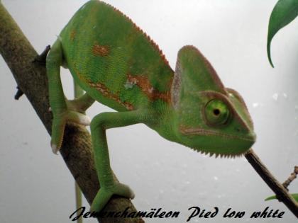 Nicole Lenz Junglefood Reptilienfachgeschäft