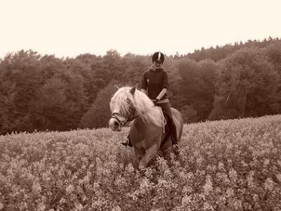 Suche Reitbeteiligung in Bielefeld