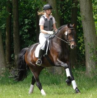 Deckhengst Trakehner Sweet Affair gekört und geprüft