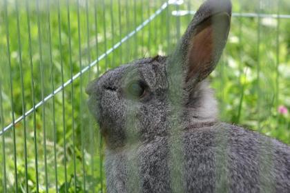 Süßer Hase 5Jahre sucht liebevolles Heim