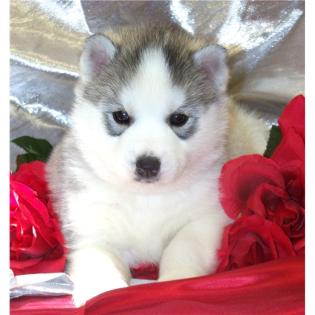 Reinrassigen Siberian Husky Welpen mit Stammbaum