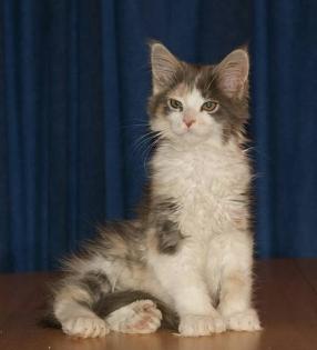 Maine Coon Babys-tapsig verschmust und total süß