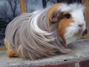 Tassemeerschweinchen aus tierärztlicher Hobbyzucht