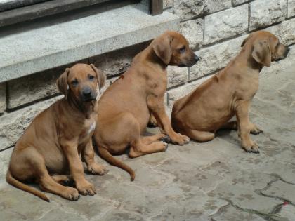 Rhodesian Ridgeback Welpen