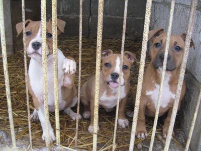 Amstaff rednose welpen zu verkaufen