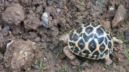 Land und Wasser Schildkröten zu verkaufen