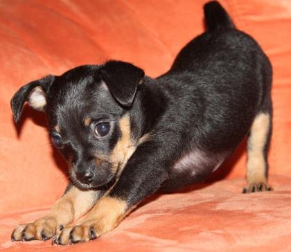 Zwergpinscher Welpe rüde