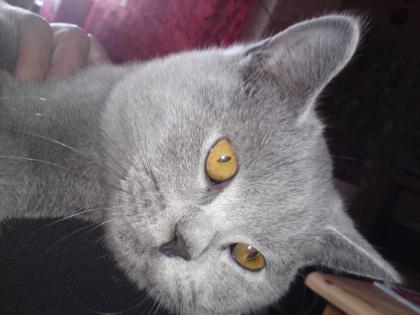 BKH KATER 8 MON. kastriert geimpft