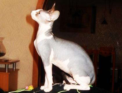 Suche Deckkater Sphynx kanadische