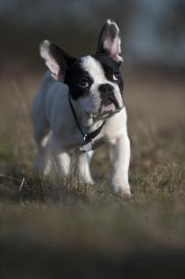 Zwei süße junge Französische Bulldoggen abzugeben