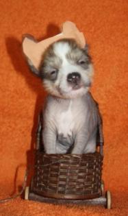 Körzucht von Chinese Crested