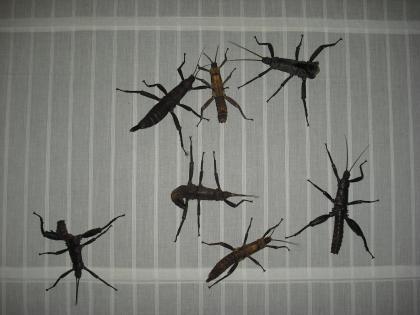 Eurycantha calcarata Dorngespenstschrecke