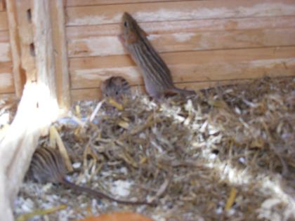 Afr. Streifenmäuse zu verkaufen