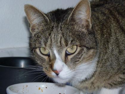 Kater sucht neues Heim