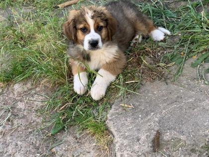 Berner Sennenhund Welpen