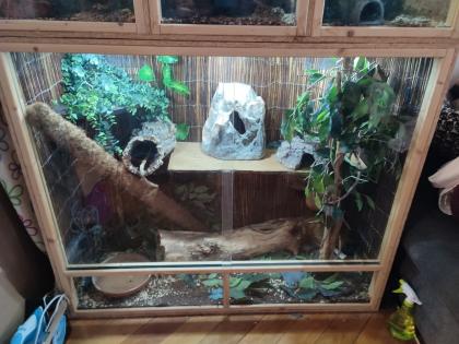 5 Schlangen inkl. Terrarien