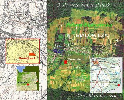 Urwald von Bialowieza Polen - Umsatz von 0 9 ha Baugrundstück