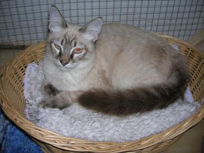 Phönix Siam-Mix-Kater sucht sein Happy-End