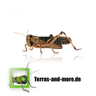Futtertiere - Heuschrecken Heimchen und Terraristikzubehör zu Top Preisen