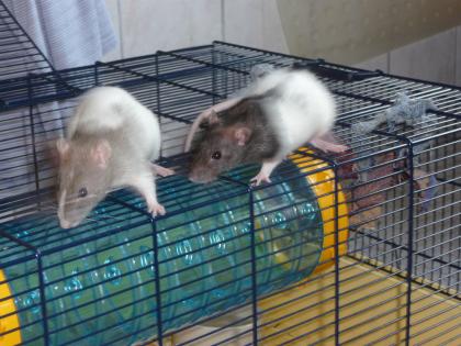 Süße putzmuntere Rattenbabys suchen ein neues liebevolles Zuhause