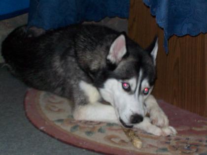 Ich suche meinen Siberian Husky namens Dämon Demen vom Tierheim Dillingen