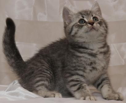 BKH classic Tabby kitten Wiskas