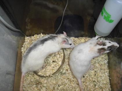 Wunderschönes Rattenmännchen abzugeben