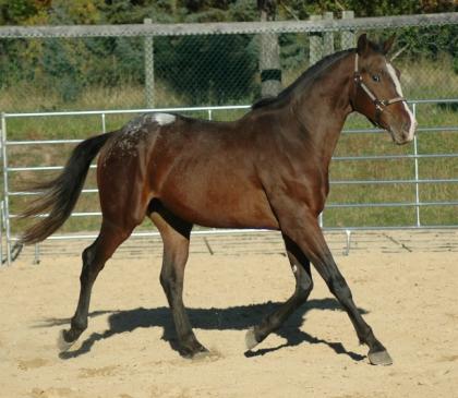 2022 Fohlen / Pferd Hengst