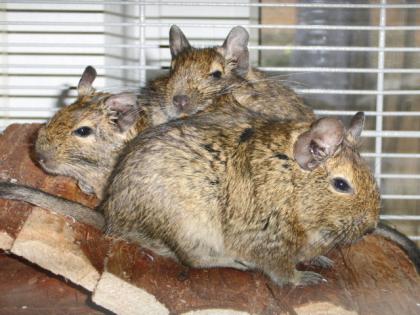 Jungdegus suchen ein neues Zuhause