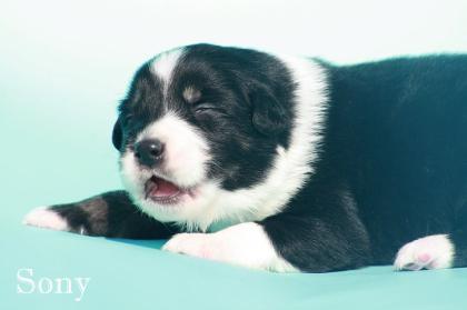 Bildschöne Australian Shepherd Welpen m. P.