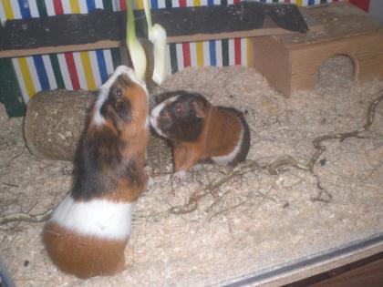 Meerschweinchen suchen ein neues Heim
