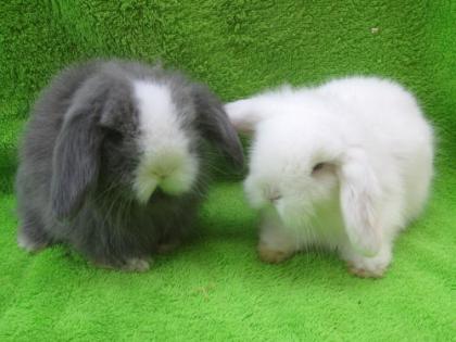 2 Ostehasen Teddywidder suchen einen super Platz