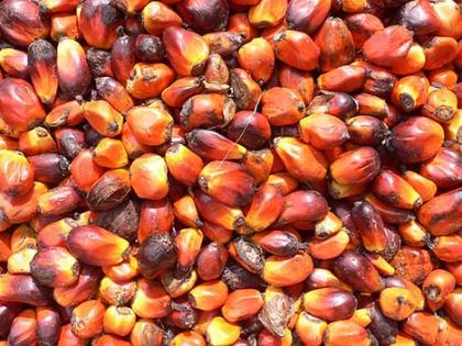 Rohöl und raffiniertes Palmöl Sonnenblumenöl Sojaöl Rapsöl Jatropha-Öl