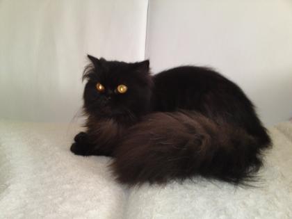 DRINGEND Perserkatze sucht neues Heim