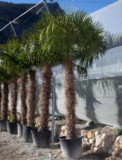 Hanfpalme mediterrane Pflanzen Olivenbaum