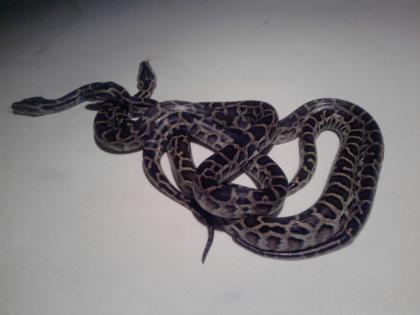 Verkaufe 3 Tigerpythons Classic