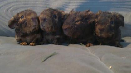 4 US-Teddy Mädels 2 Kastraten abzugeben
