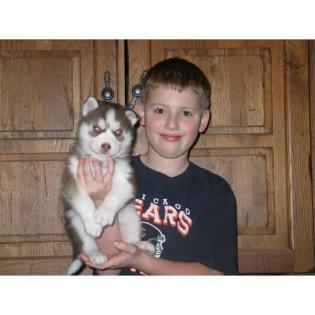 Veir Siberian Husky Welpen geb. am 30. 01. 2022