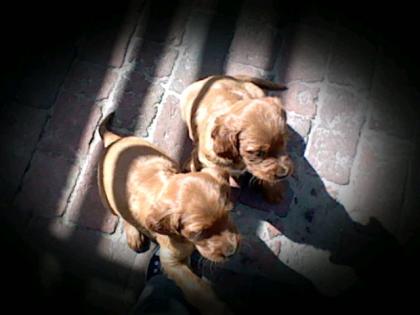 Irish setter abzugeben