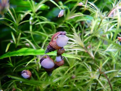 Gestachelte Turmdeckelschnecke Thiara winteri 20 Stück/5 00 Euro